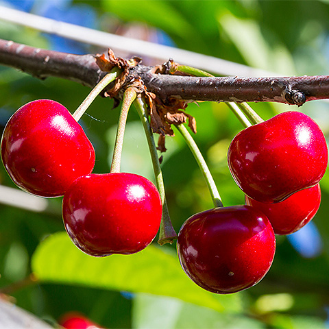 九游官方入口大红樱桃二